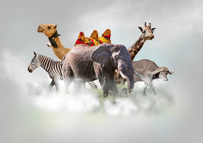 Misty Animals